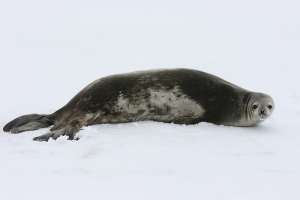 Тюлень Уэдделла. Фото с сайта Наука и Жизнь