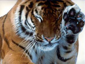 Ареал проживания амурских тигров приближается к своему исконному местообитанию, расширяясь на северо-запад Хабаровского края. Фото: Global Look Press