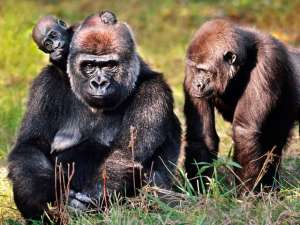 Пять тысяч горилл умерли в 2002-2003 годах, когда вирус Эбола распространился в Демократической Республике Конго. Фото: Global Look Press