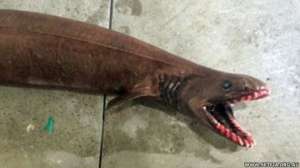 Плащеносная акула обладает несколькими чертами примитивных рыб и может достигать 2 метров в длину. Фото: BBC