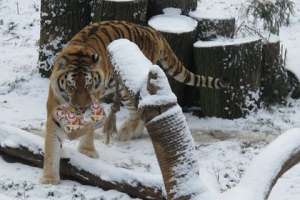  Фото: Пресс-служба Калининградского зоопарка