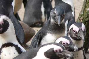 Пингвины из Варшавского зоопарка. Фото: страница Warszawskie ZOO в Facebook