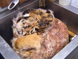 Московские рестораны, где было обнаружено мясо вымирающих тигров и леопардов, проверят МВД и Генпрокуратура. Фото: petrovka38.ru