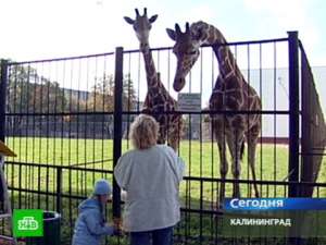 Жираф в зоопарке в Калининграде. Фото: http://ntv.ru
