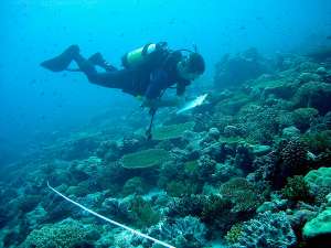 Ник Грэм, руководитель исследования сейшельских рифов, проводит учет площади покрытия и численности кораллов на типовой площадке. Фото с сайта coralcoe.org.au