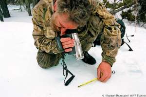 Сергей Спицын измеряет след ирбиса. Фото: WWF России