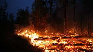 Лесные пожары. Фото: http://fedpress.ru