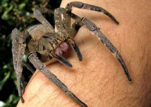 Бразильский странствующий паук / ©Wikimedia Commons 