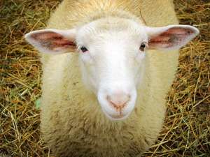Овца — описание и характеристика