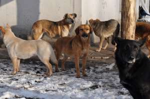 Бродячие собаки. Фото: http://k1news.ru/