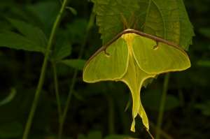 «Хвостатая» бабочка сатурния луна. (Фото John Cancalosi / National Geographic Creative / Corbis.)