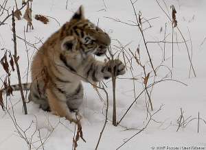 Павел Фоменко, WWF России: появление размножающейся самки с тигрятами – индикатор того, что процесс восстановления популяции идет успешно. Фото: WWF