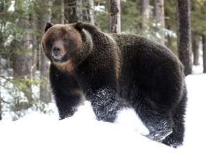 Медведь. Фото: http://nexplorer.ru