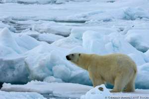 Белый медведь в Арктике. Фото: WWF 