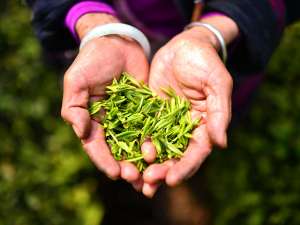 Китайский фермер из провинции Сычуань, производящий самый дорогой чай в мире (3,5 тысячи долларов за 500 граммов) приступил к сбору нового урожая. Фото: Global Look Press