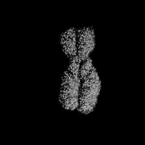 Человеческая хромосома под сканирующим электронным микроскопом. (Фото Dr. Gopal Murti / Visuals Unlimited / Corbis.)