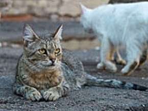 Численность бродячих кошек в Риге достигла 200 тысяч