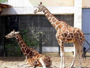 В калининградском зоопарке после травмы умер жираф