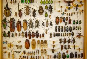  Даже на фоне прочих насекомых жуки – настоящие асы выживания ©Beetles in the Bush. Фото: Naked Science