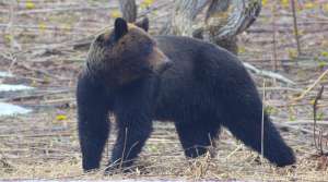 Бурый медведь. Автор фото Максим Антипин