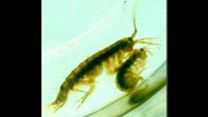 На примере &quot;пары&quot; микроспоридии P. mulleri – амфиподы Gammarus duebeni celticus, учёные впервые доказали, что паразиты могут побуждать животных к канибализму (фото Alison Dunn).