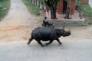 Носорог на улице Хетауды. Фото: Bidur Giri / AFP