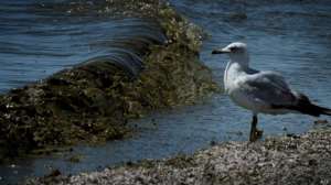 Пластиковый мусор представляет опасность для птиц, рыб, черепах и китов. Фото: BBC 