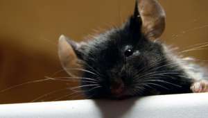   Эмоциональное выражение боли на морде и в позе крысы тут же считывают её сородичи (фото Flickr).