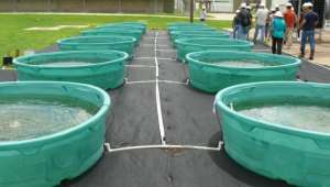 Водоросли, выращиваемые в бассейнах со сточной водой, в Хьюстоне, штат Техас (фото Rice University).