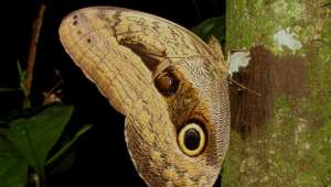 На крыльях некоторых бабочек присутствует узор, напоминающий совиные глаза (фото Wikimedia Commons).