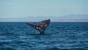 Хвост серого кита, заснятый в Нижней Калифорнии, Мексика (фото Flip Nicklin, Minden Pictures/National Geographic).
