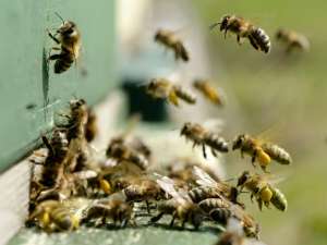 Около миллиона пчел погибли в автомобильной аварии на юге Франции. Фото: Global Look Press