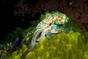 Осьминог на зелёном коралле. (Фото Robert Yin / Corbis.)