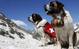 Сенбернары в Швейцарии. Фото: gooddays.ru