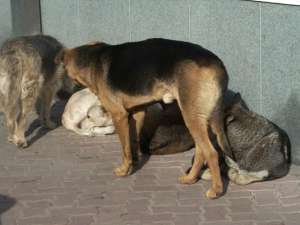 В Магадане бродячие собаки напали на 9-летнего мальчика. Местные жители призвали начать истребление животных. Фото: Архив NEWSru.com