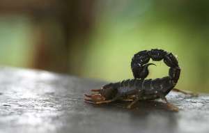 Скорпионы Parabuthus transvaalicus в минуту опасности стреляют ядом. (Фото Paolo Visenio / Flickr.com.)