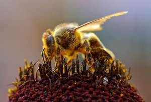  Медоносная пчела. Фото: ©Wikipedia