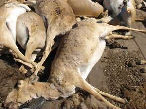 Массовый падеж сайгаков на севере Казахстана - погибло уже 10 тысяч животных. Фото: Reuters