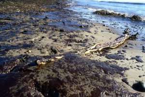 80 тыс. л нефти вылилось в океан у берегов Калифорнии