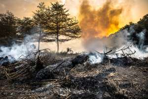Площадь пожаров в Бурятии возросла до 8 тыс. гектаров