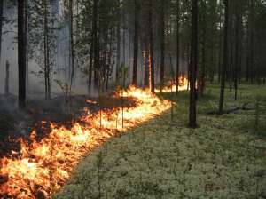 Площадь лесных пожаров в России увеличилась до 99 тысяч гектаров