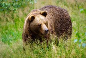 Медведь. Фото: http://animalbox.ru