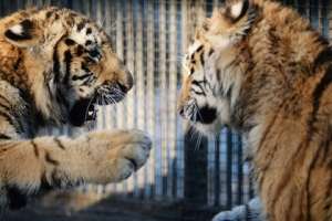 Детеныши амурского тигра. Фото с сайта Lenta.Ru
