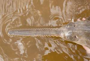  Самки мелкозубой рыбы-пилы способны приносить потомство без участия самцов в дикой природе ©pinterest.com