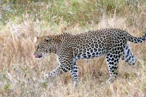 Леопард. Фото: http://wikipedia.org/