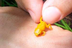  Все лягушки не превышают по длине одного сантиметра и окрашены в яркие цвета ©pinterest.com