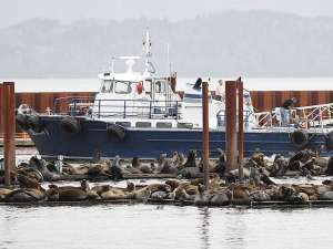 Власти маленького рыболовецкого городка Астория в штате Орегон приобрели искусственного 10-метрового кита с мотором, чтобы отпугнуть сотни морских львов, поселившихся в местных доках. Фото: Reuters