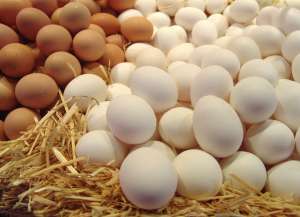 Куриные яйца. Фото: http://www.kr-news.ru