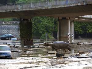 Вышедшая из берегов река Вере затопила тбилисский зоопарк, и фото диких животных на улицах города обошли ленты мировых агентств. Фото: Reuters