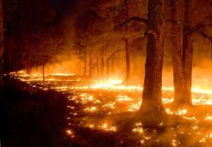 Лесной пожар. Фото: http://bigpicture.ru